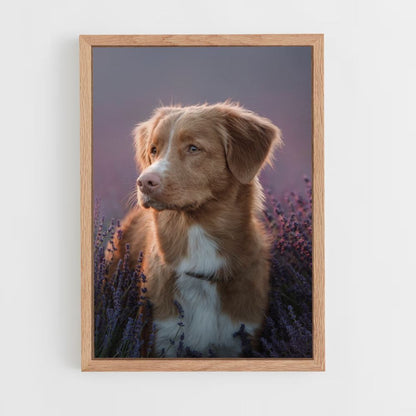 Poster di cane lavanda