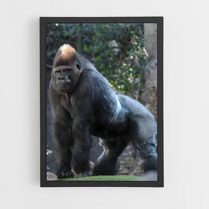 gorilla-4 cadre Noir