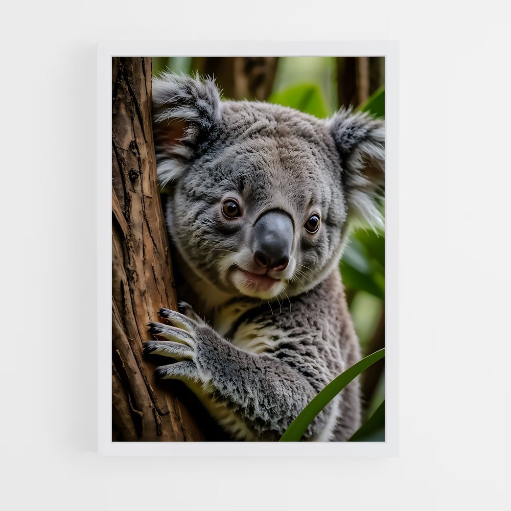 koala-8 cadre Blanc