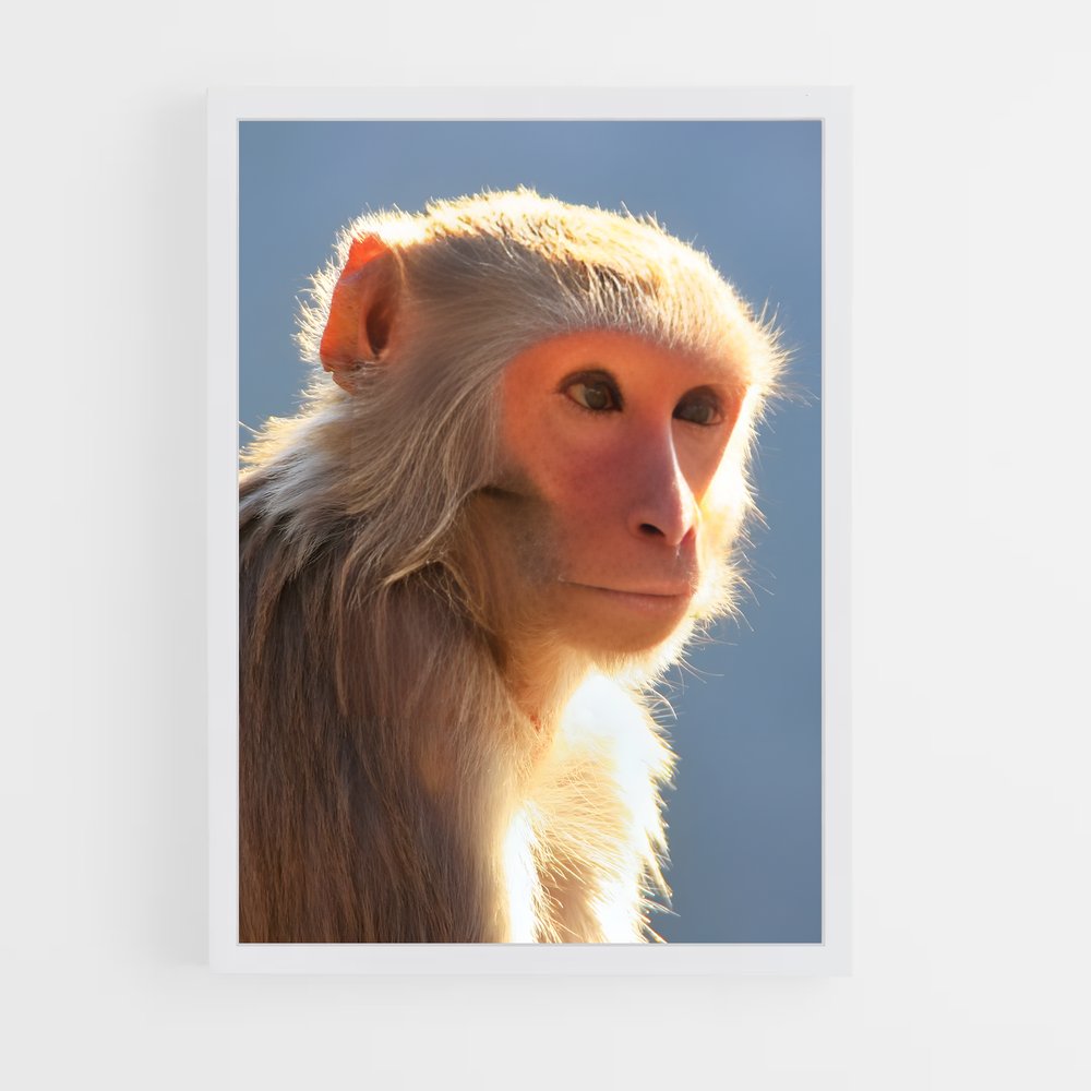 monkey-3 cadre Blanc