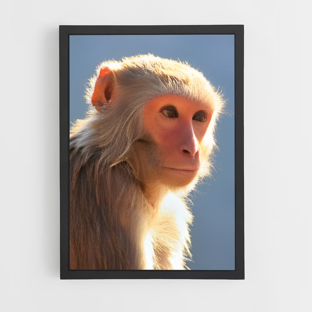 monkey-3 cadre Noir