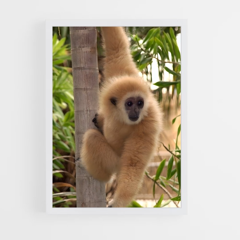 monkey-4 cadre Blanc
