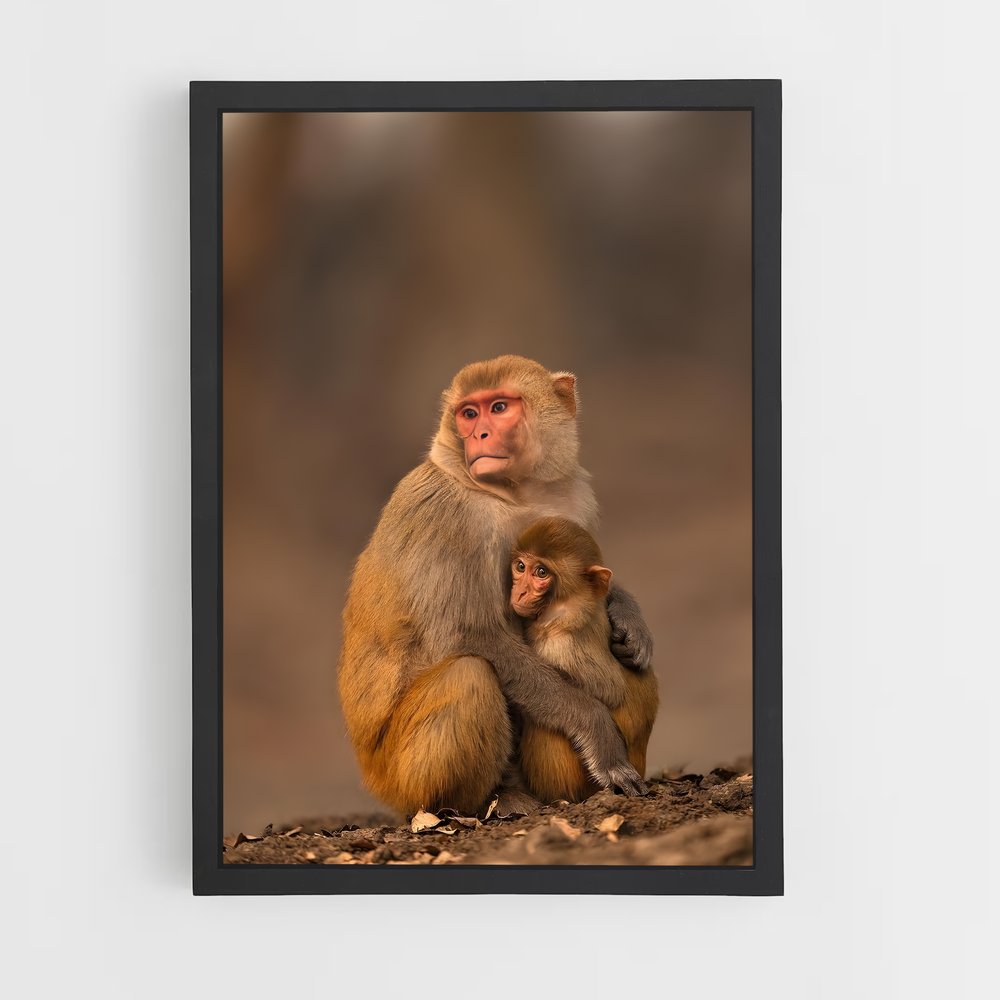 monkey-6 cadre Noir