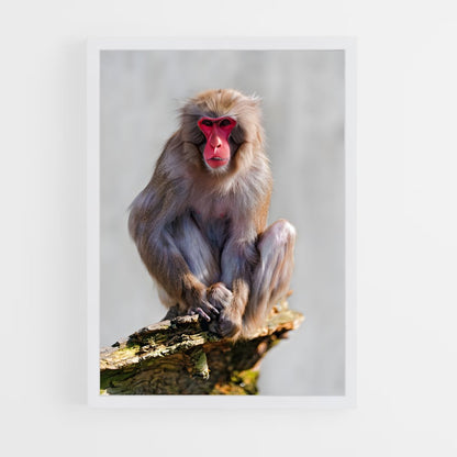 monkey-8 cadre Blanc