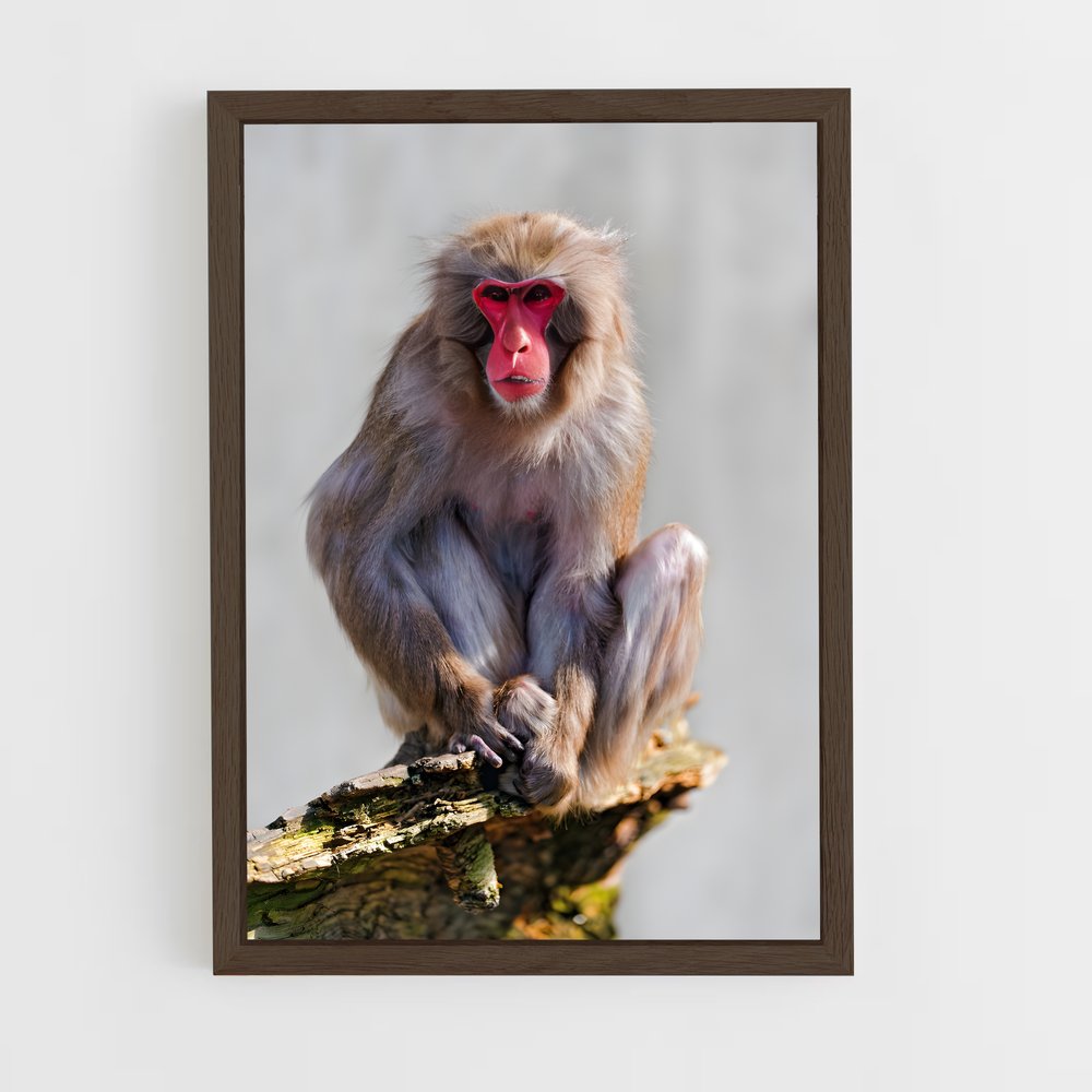monkey-8 cadre Bois foncé