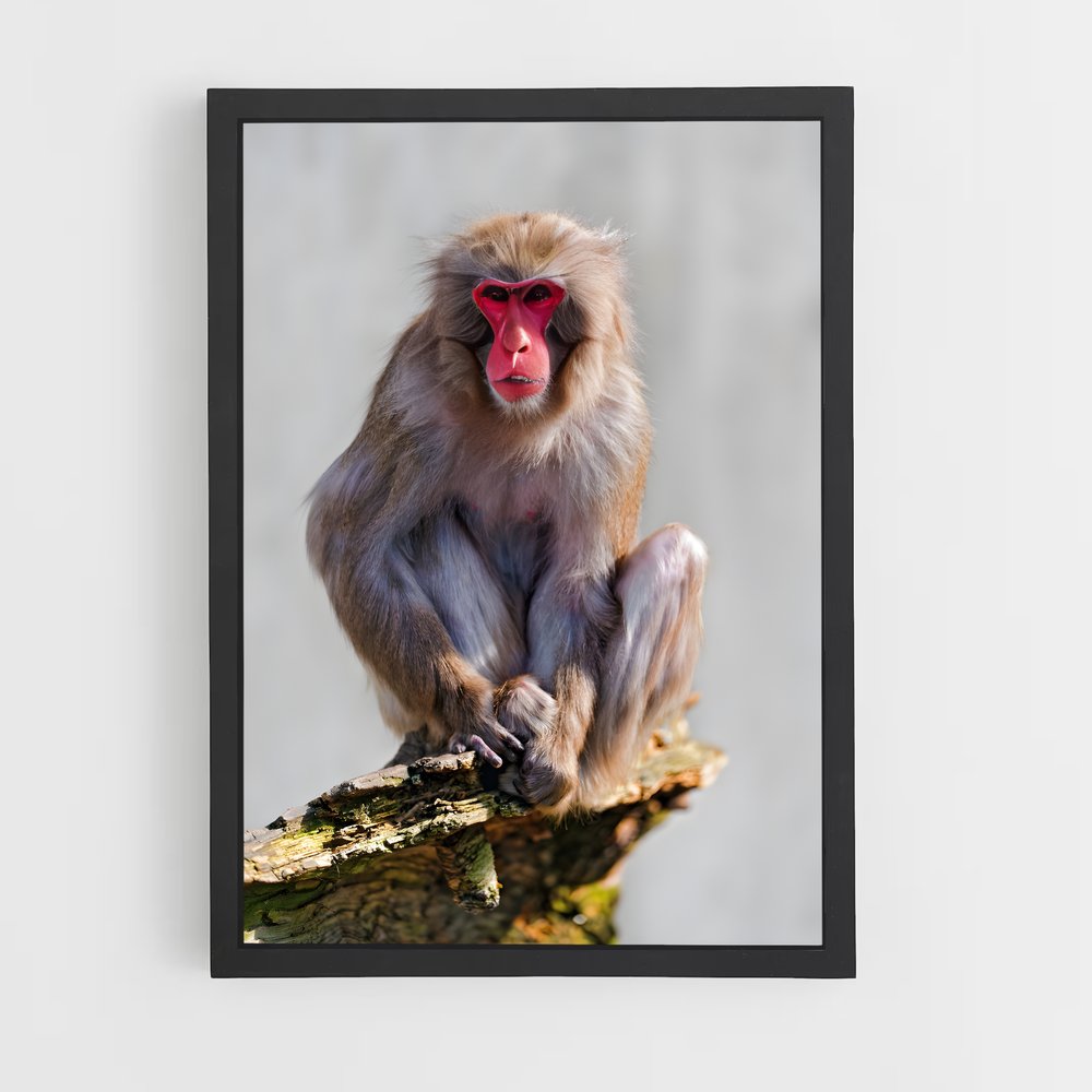 monkey-8 cadre Noir