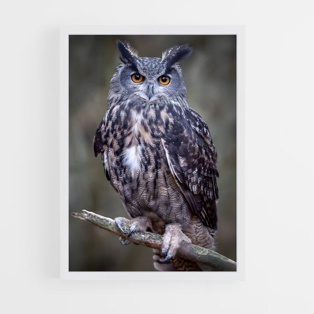 owl-7 cadre Blanc