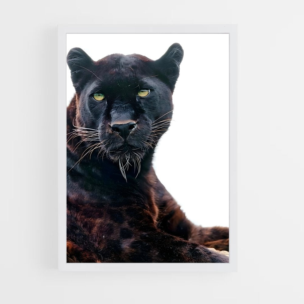 panther-4 cadre Blanc