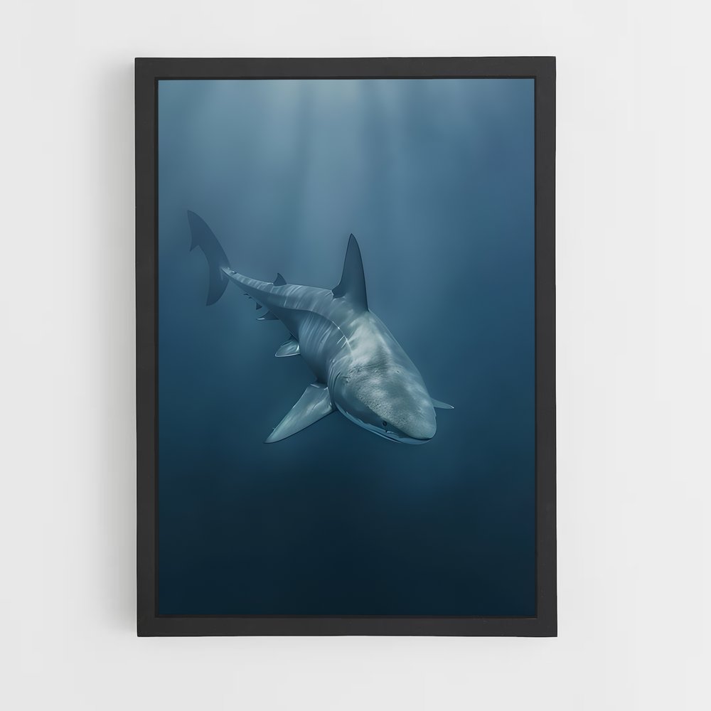 shark-15 cadre Noir