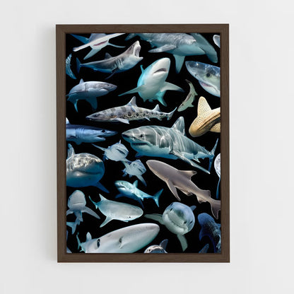 shark-8 cadre Bois foncé
