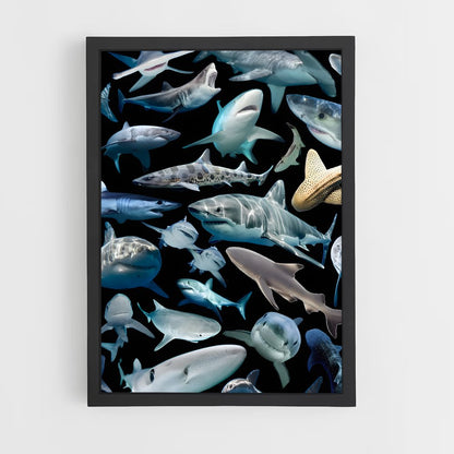shark-8 cadre Noir