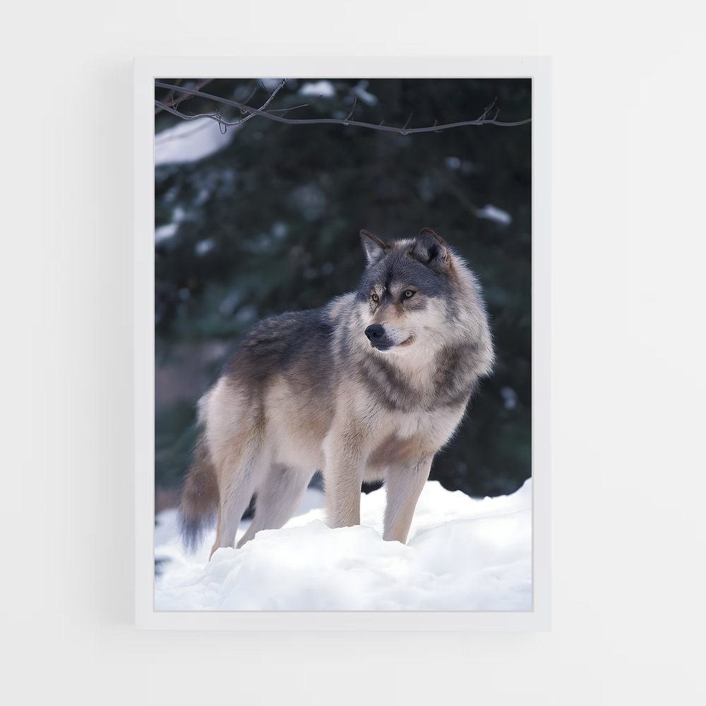 wolf-5 cadre Blanc